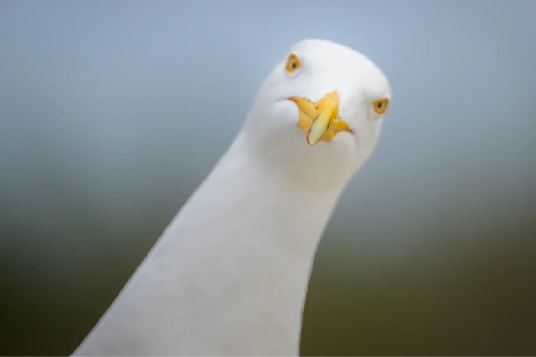 Close-up of a herring gull.