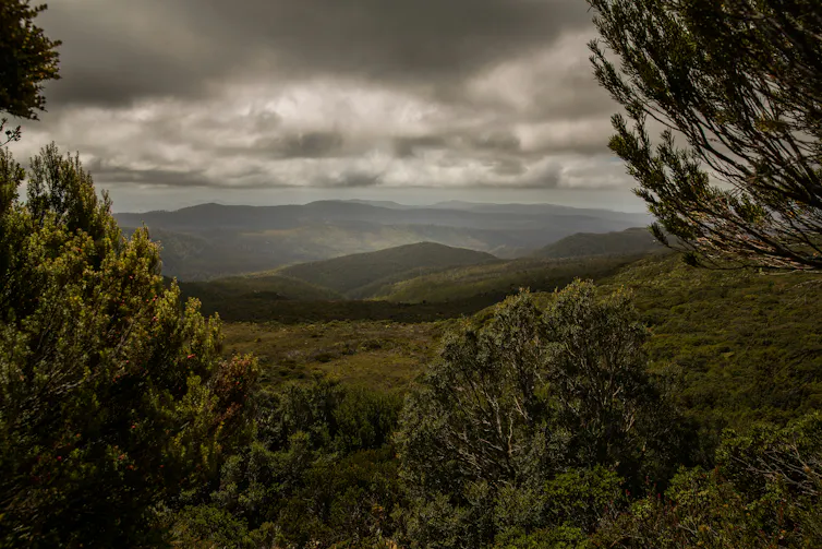 A view through tree foliage of distant mountains under a grey sky.