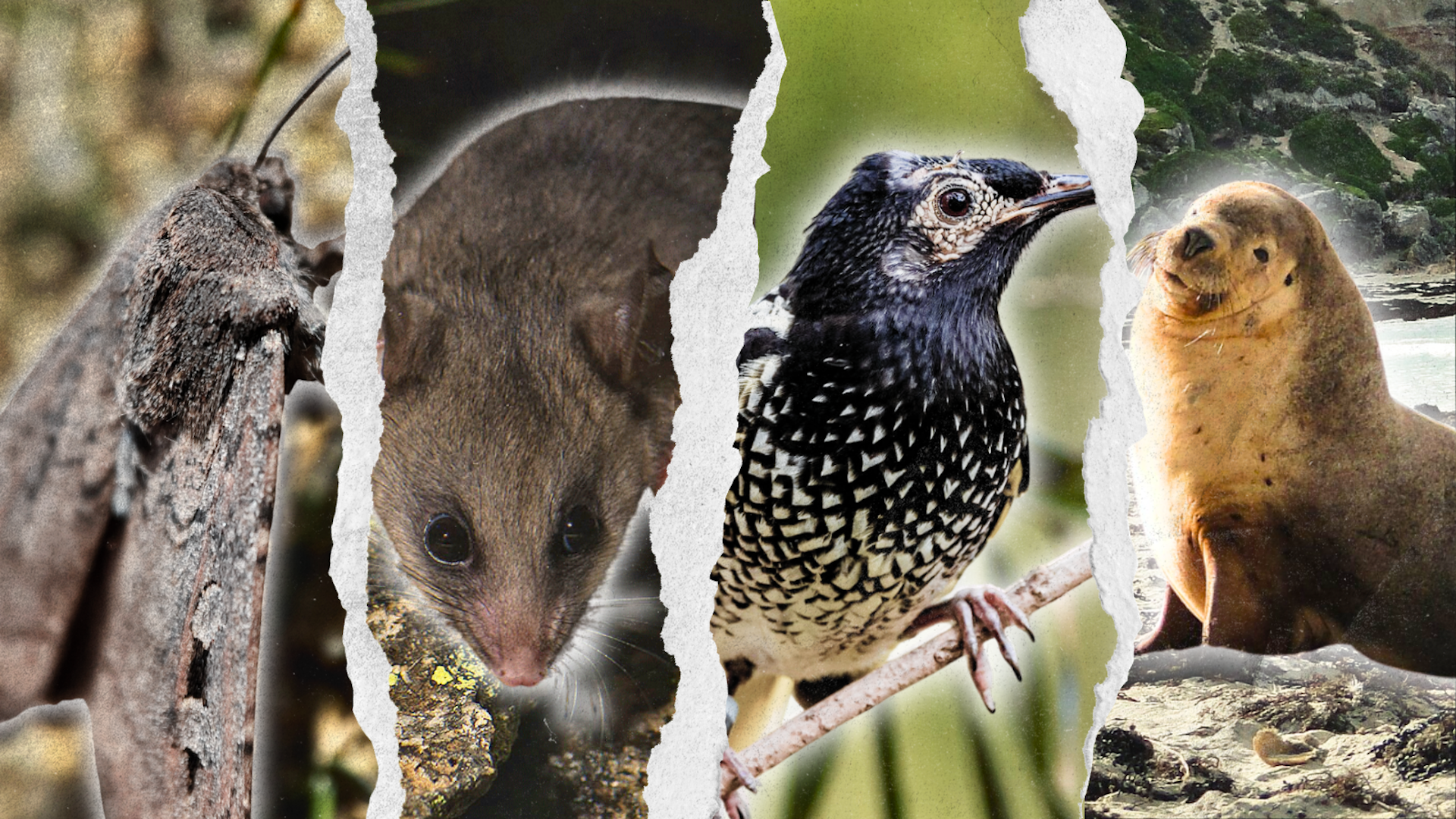 Australia claims it is ‘on track’ to save nature. We disagree