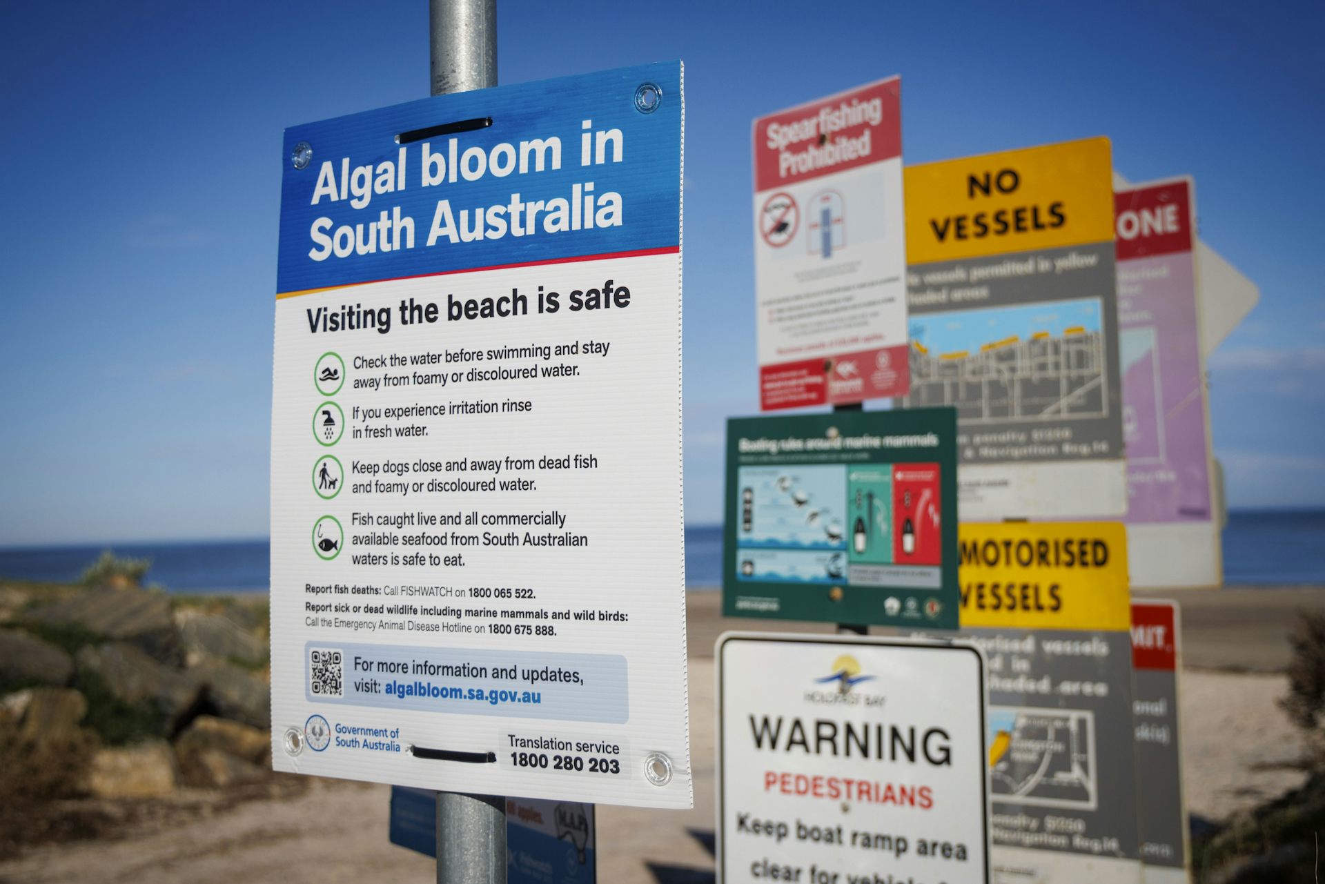 Microscopic view of Karenia brevis algae cells