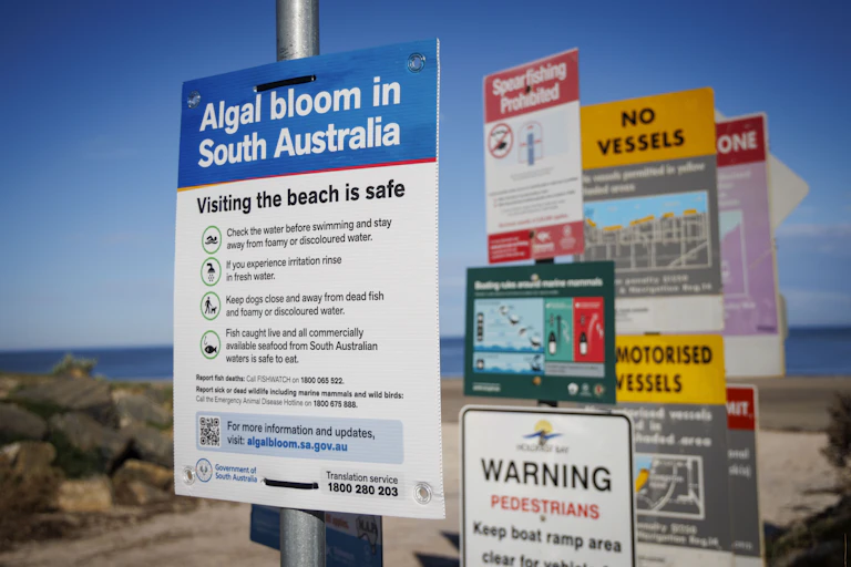 Signs about the algal bloom on a SA beach