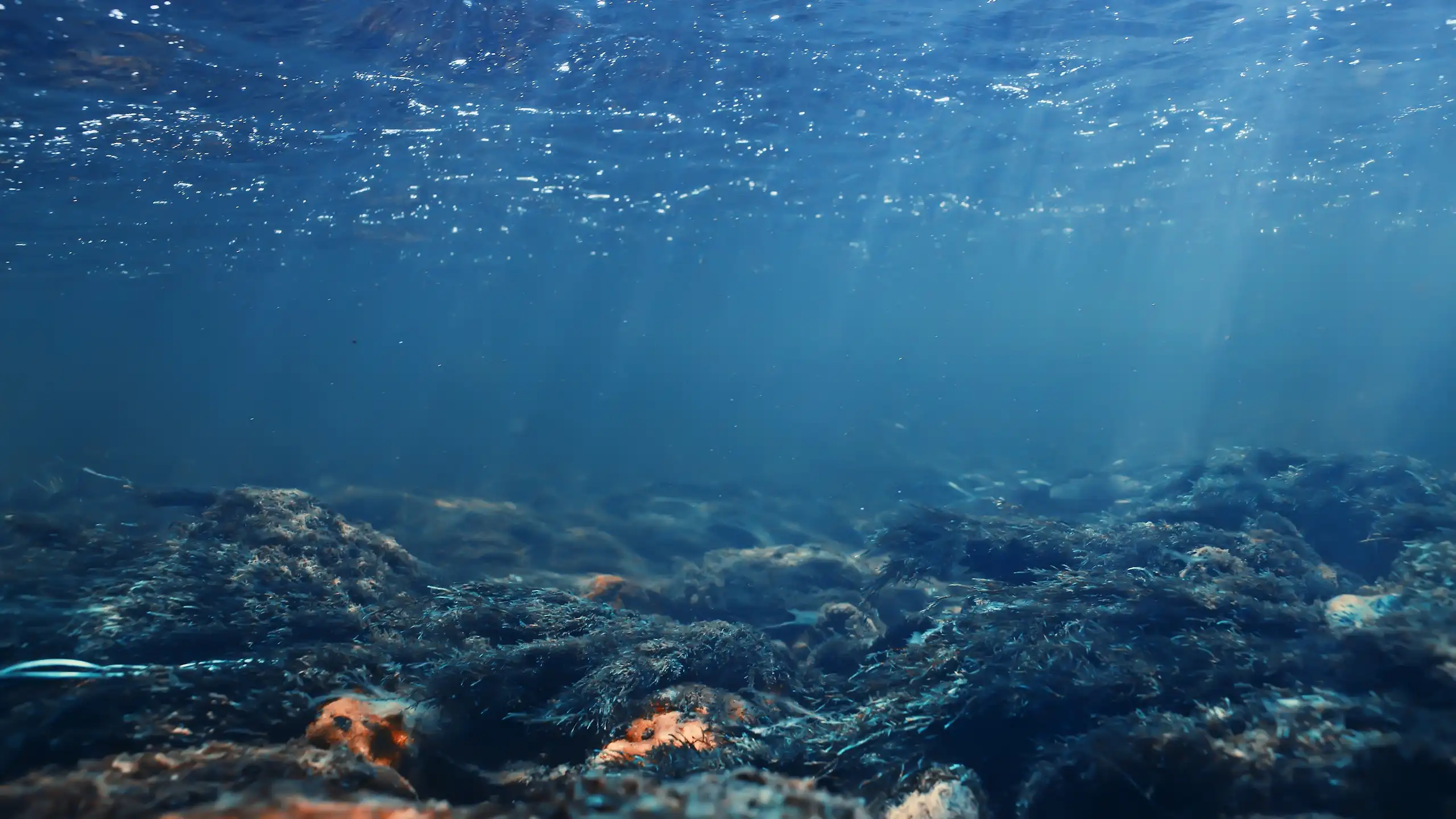 Vue sous l'eau d'un fond de mer jonché de déchets.