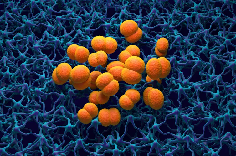 Neisseria meningitidis bacteria.