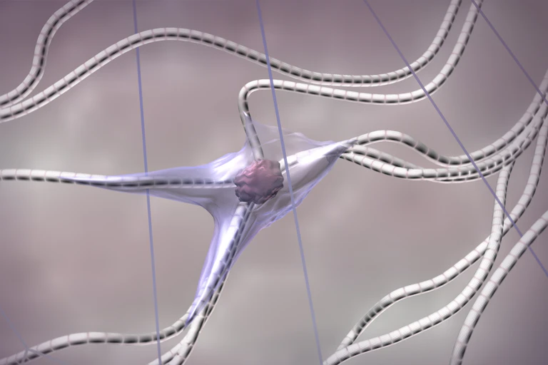 Fibroblast, collagen and elastin fibres