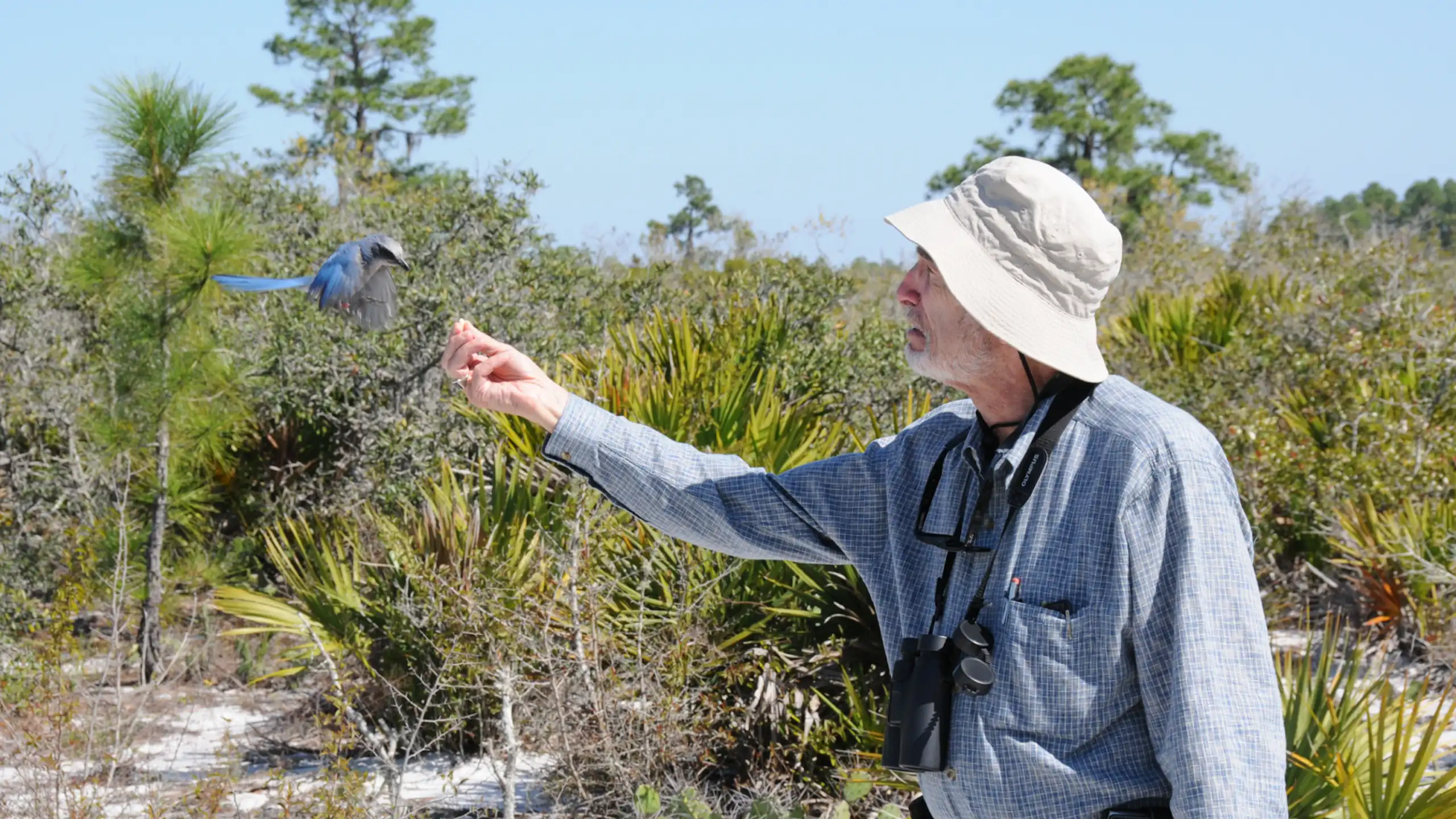 A man in a chambray shirt and sun hat stands outdoors, feeding a bird from his hand.