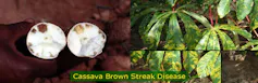 A photo of a cassava cut in half with rotten parts on the inside - it has cassava brown streak disease