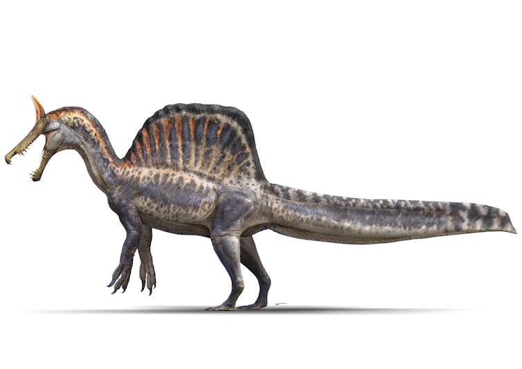 Paleontologists discover a brand new ‘Spinosaurus’ species by means of following a clue from a decades-old ebook into the Sahara Wasteland 4 An illustration of a long dinosaur with a tall crest.