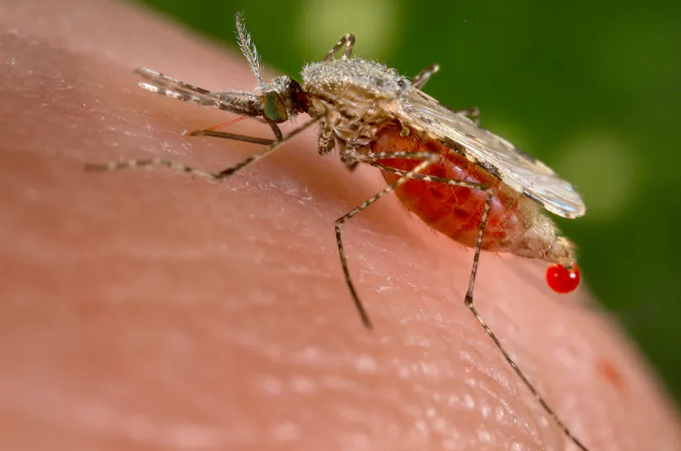 Close-up of mosquito on human skin with abdomen engorged with blood, a droplet extruding at its end