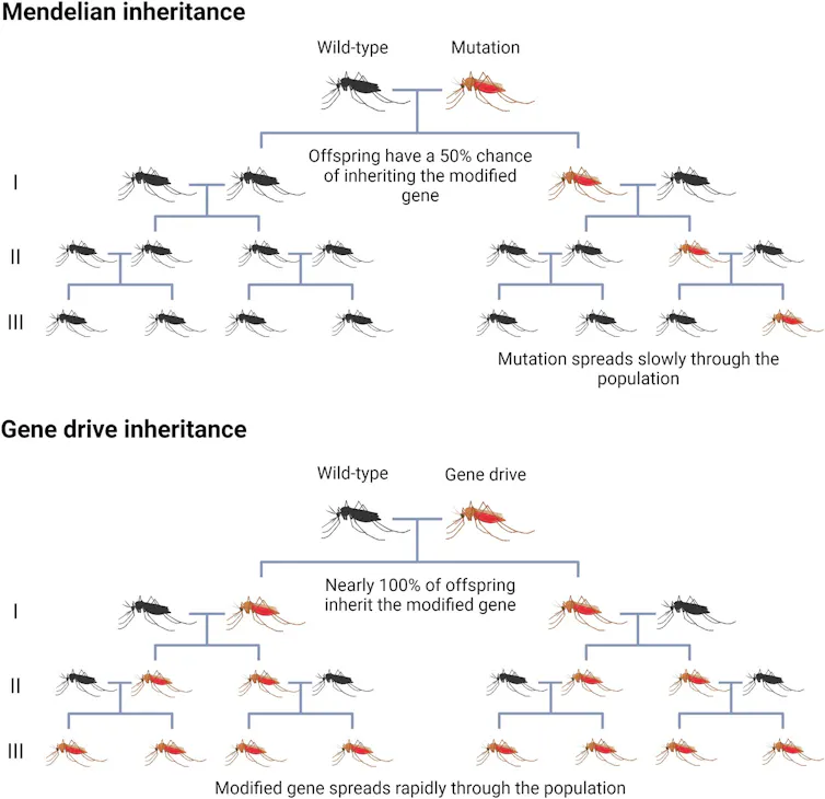 Diagram comparing Mendelian inheritance (50% chance of inheritance leads to slower spread) with gene drive inheritance (nearly 100% inheritance leads to rapid spread)