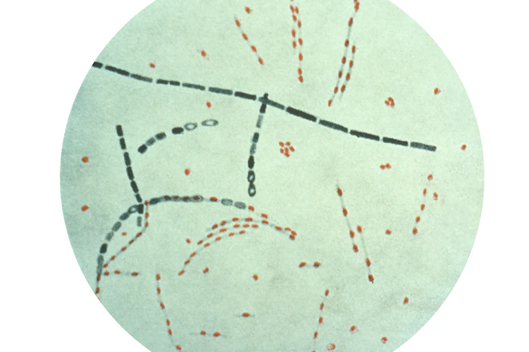 Illustration of a circular micrograph of long, thin, segmented rods criss-crossing each other
