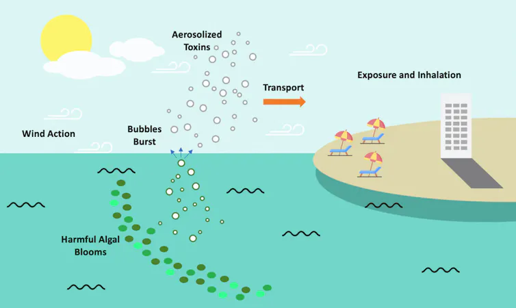 Diagram showing how aerosised droplets from algal bloom can spread