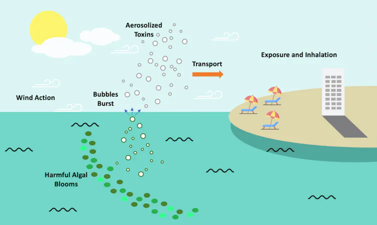 Diagram showing how aerosised droplets from algal bloom can spread