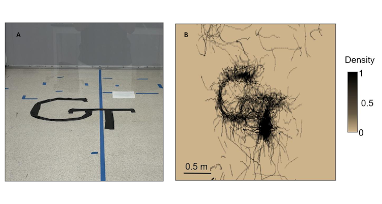 Black outline of a G and T in left panel, in right panel black squiggles showing flight paths of mosquitoes around the letters