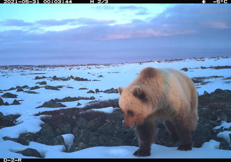 a grizzly bear walking across a snowy area.