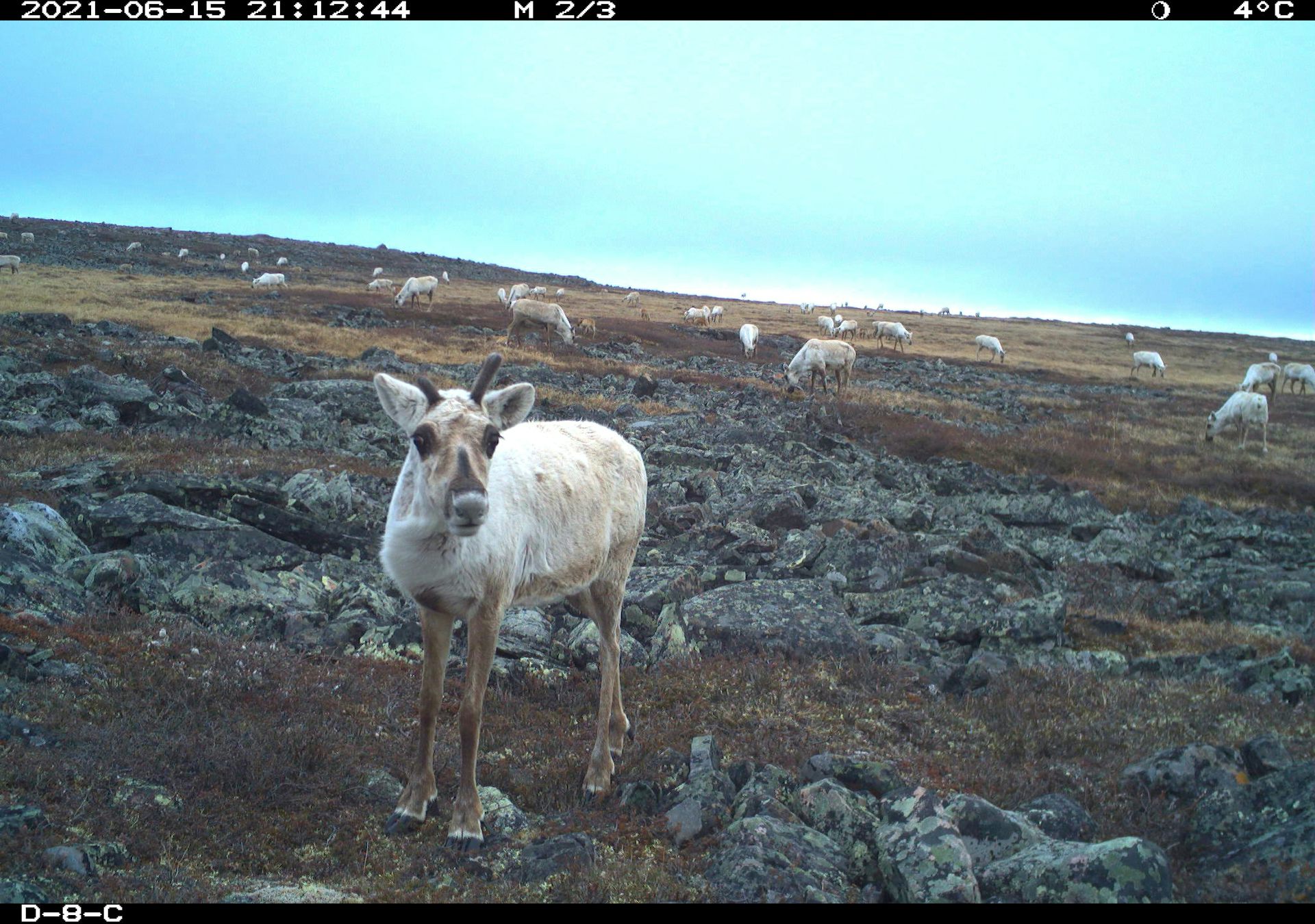 caribú en la tundra