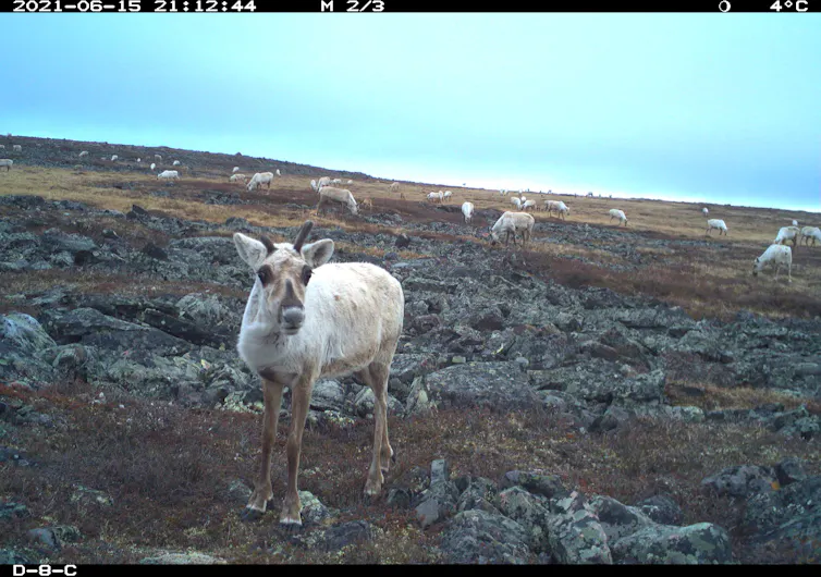 Los caribúes migratorios de Canadá están amenazados. ¿Actuaremos antes de que sea demasiado tarde? 1 caribú en la tundra
