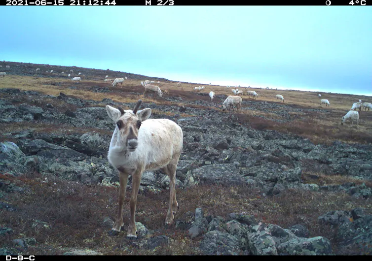 caribou on the tundra
