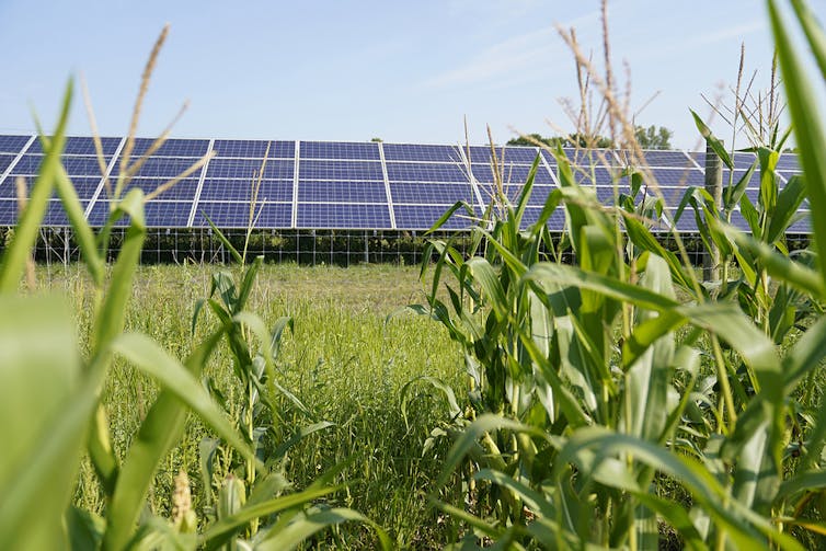 Set of solar panels in a paddock, with a crop in the foreground.