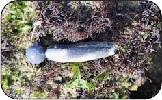 Illustration de la pollution des leurres souples