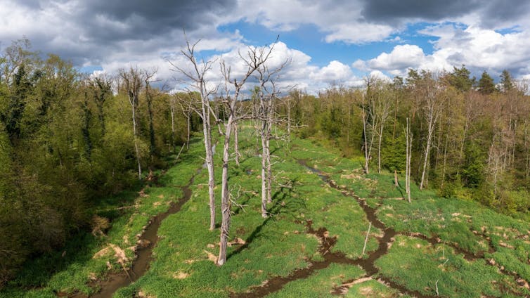 drone shot of woodland with river running through
