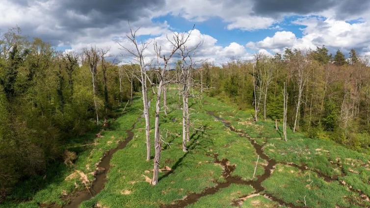 drone shot of woodland with river running through