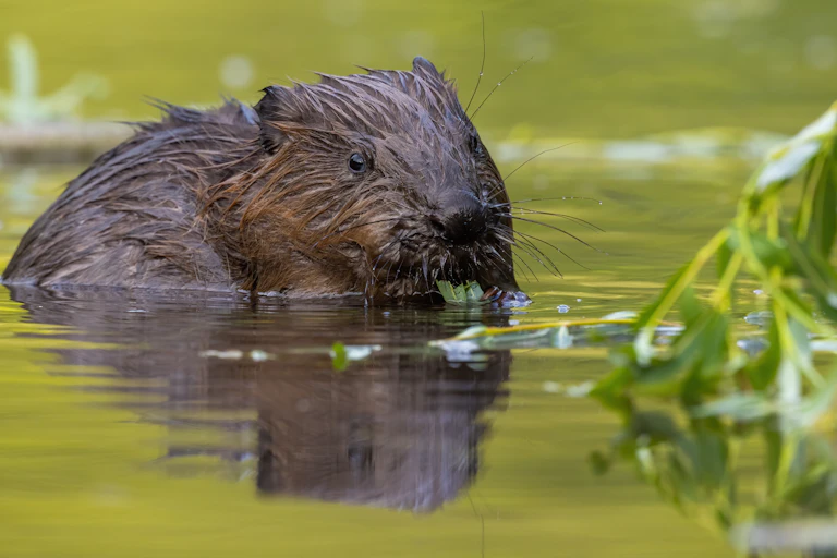 beaver gnawing on plant in river