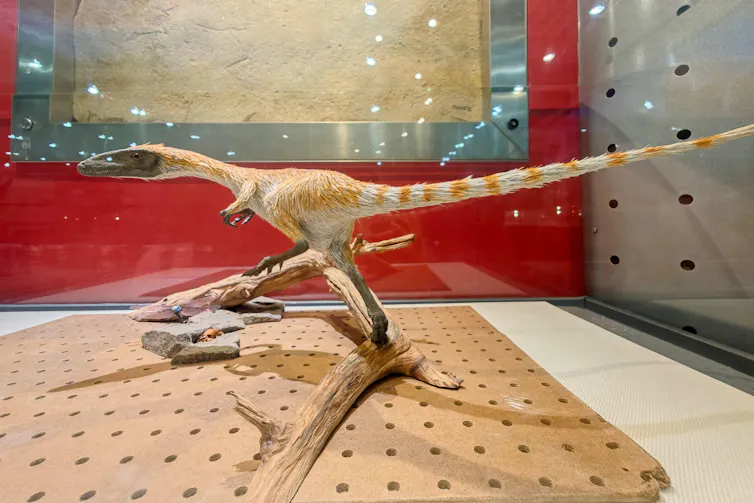 Museum model of the small Chinese dinosaur Sinosauropteryx, showing its ginger-and-white striped tail.
