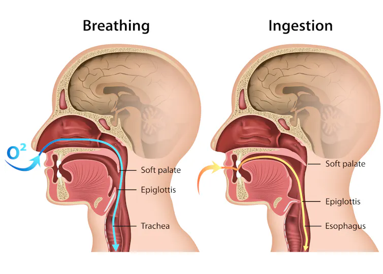 A diagram showing a person's head from the side, with their digestive and nasal passages highlighted.