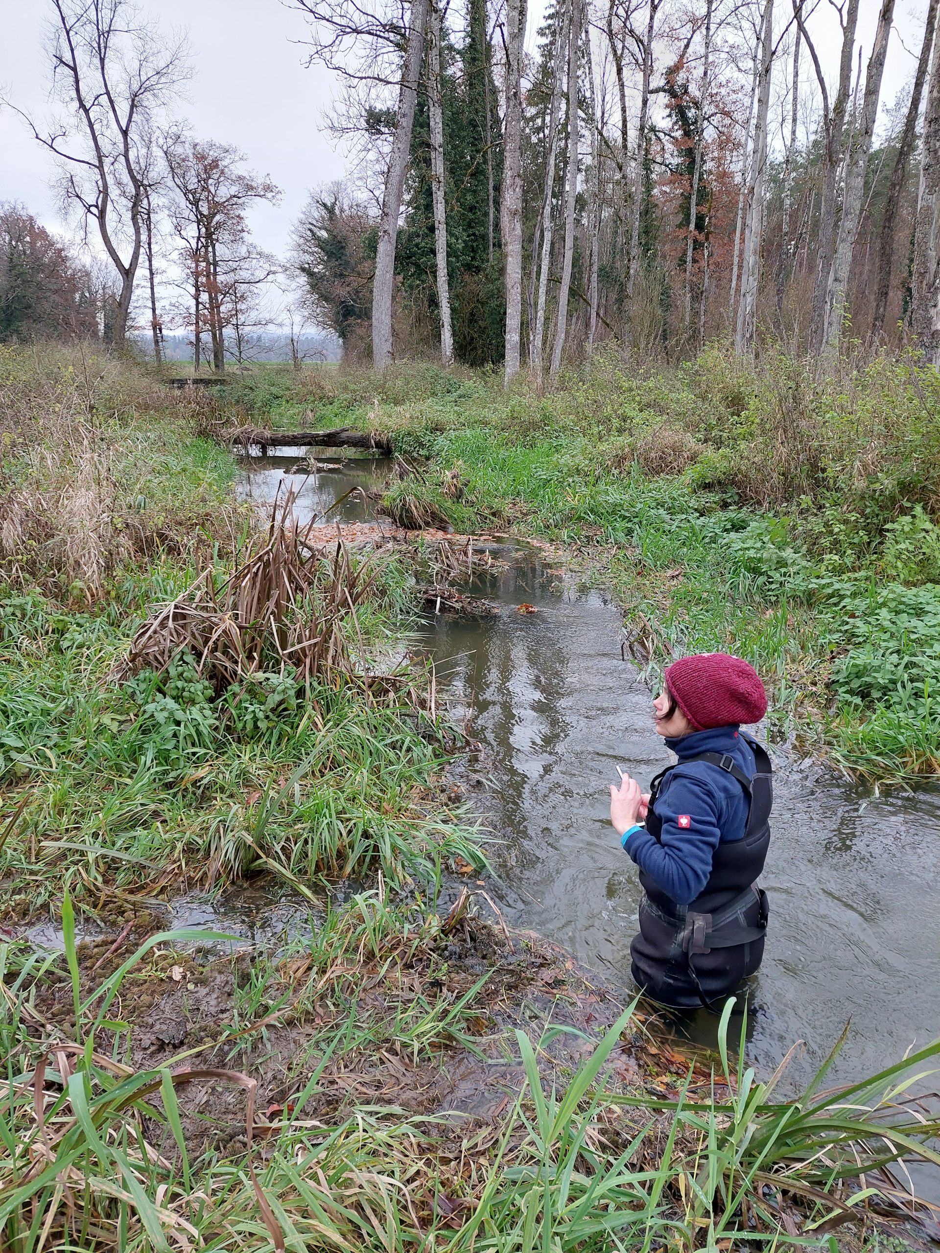 researcher in waterproof clothing standing in stream, surrounded by green grass and trees