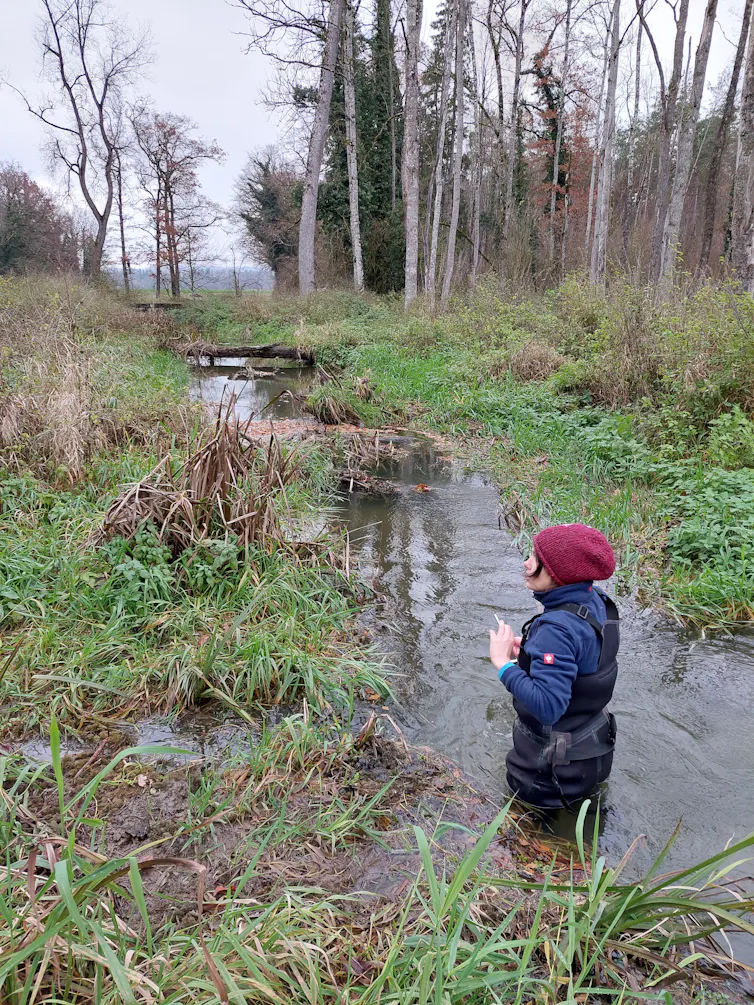 researcher in waterproof clothing standing in stream, surrounded by green grass and trees