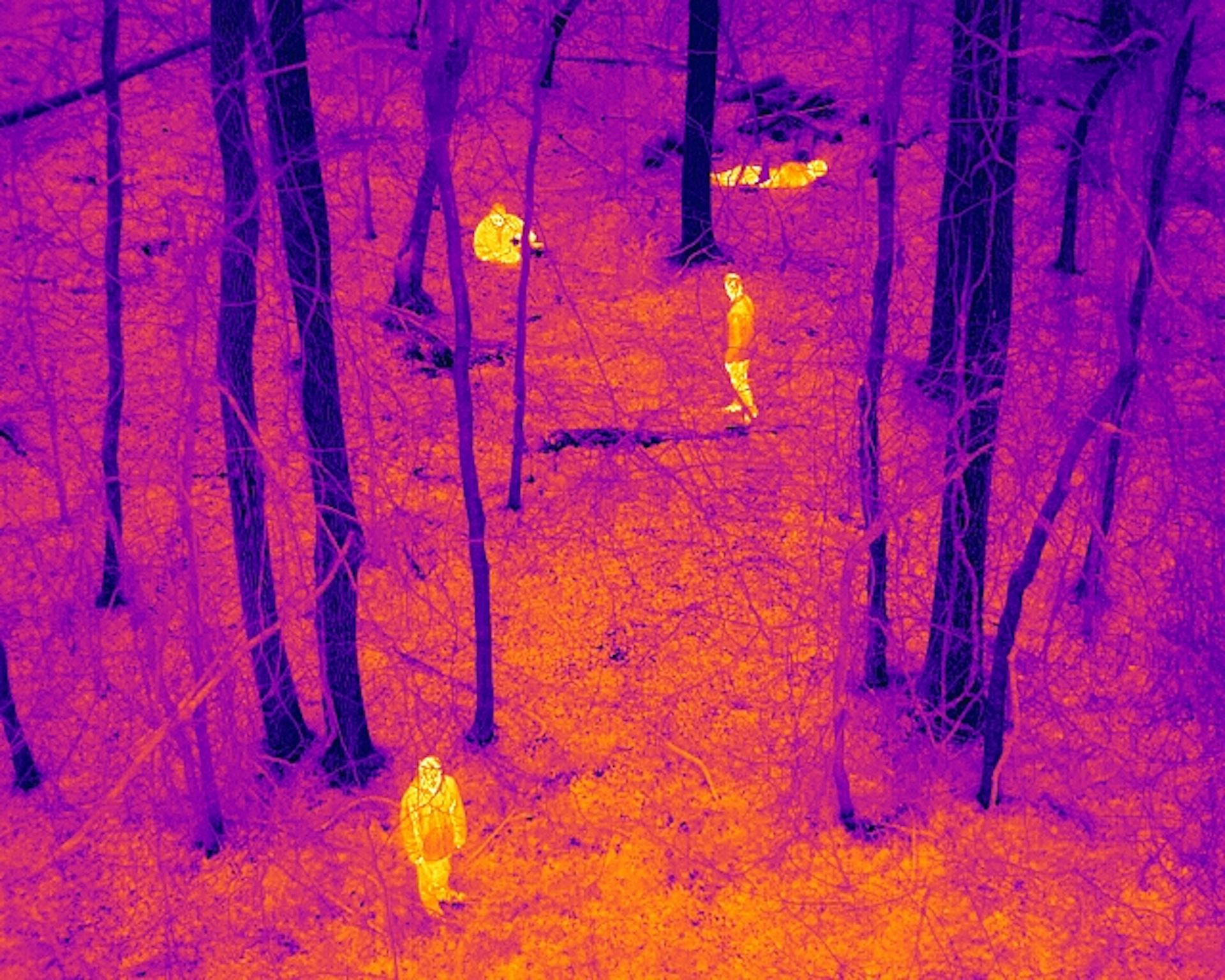 grayscale image of a forest with a small green vertical rectangle overlay