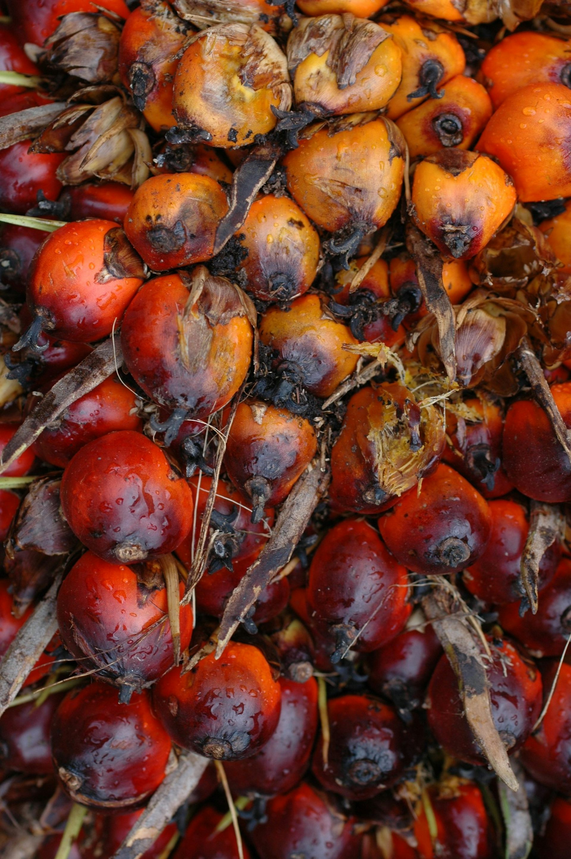 palm oil