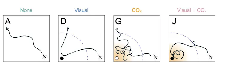 Quatre panneaux montrant la trajectoire d’un moustique en l’absence de cible, en présence d’une cible visuelle, d’une source de CO₂, ou des deux combinées.