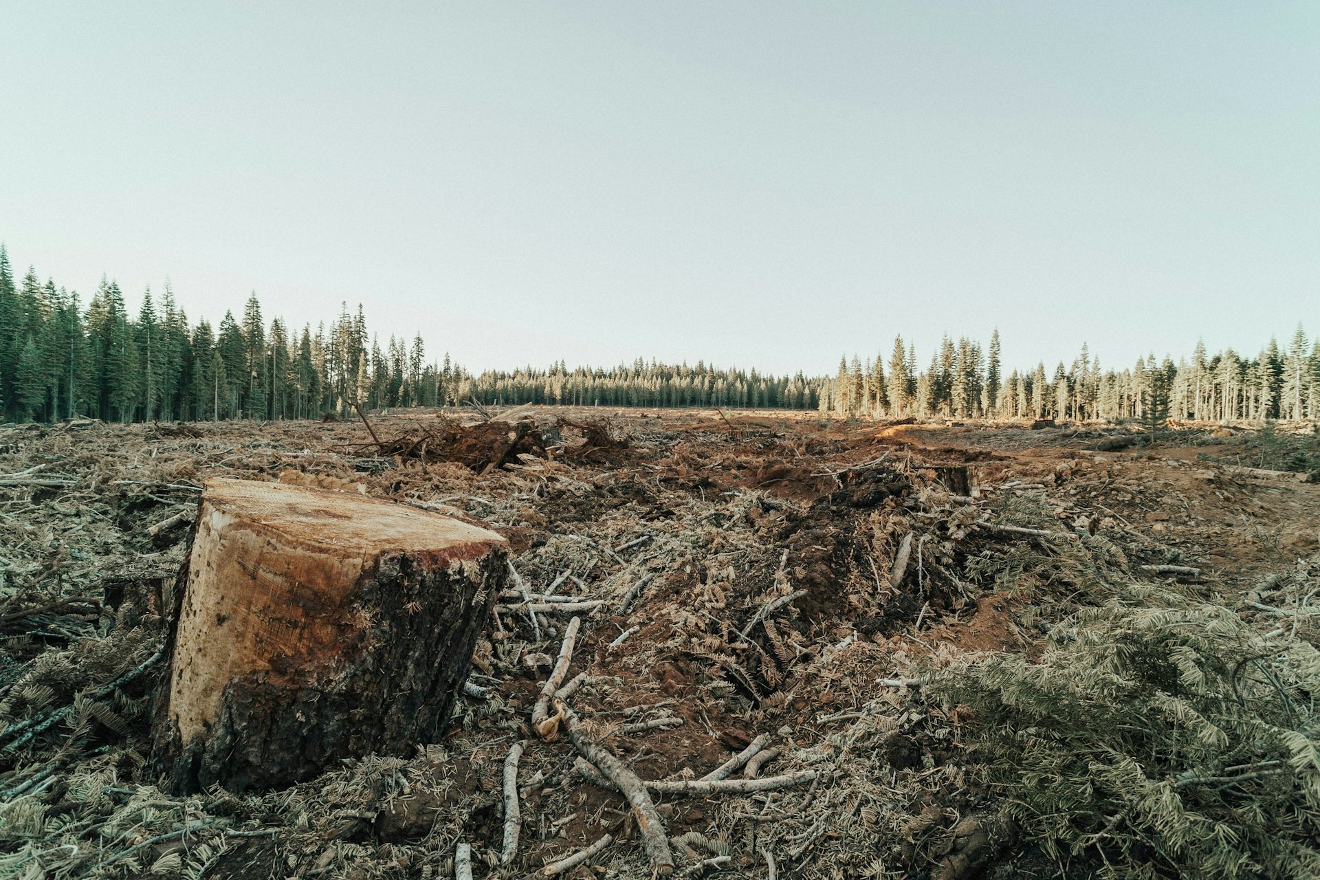 A deforested area in a forest, a tree stump is in the foreground
