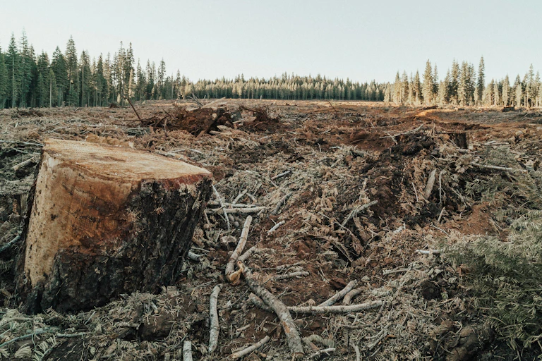 A deforested area in a forest, a tree stump is in the foreground