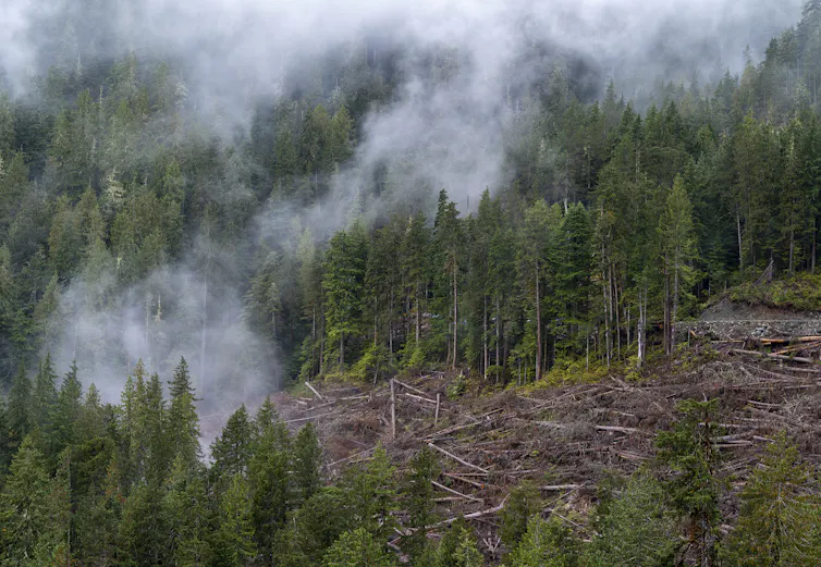 árboles en el área boscosa que rodea el área despejada