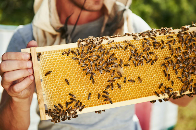 a man holding up part of an artificial beehive with bees moving across honeycomb