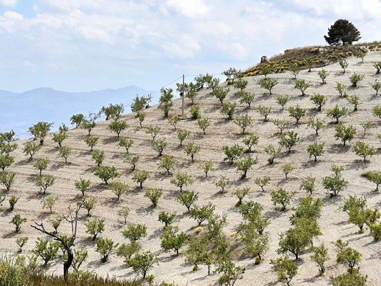 Almendros en una pendiente con suelo desprovisto de vegetación