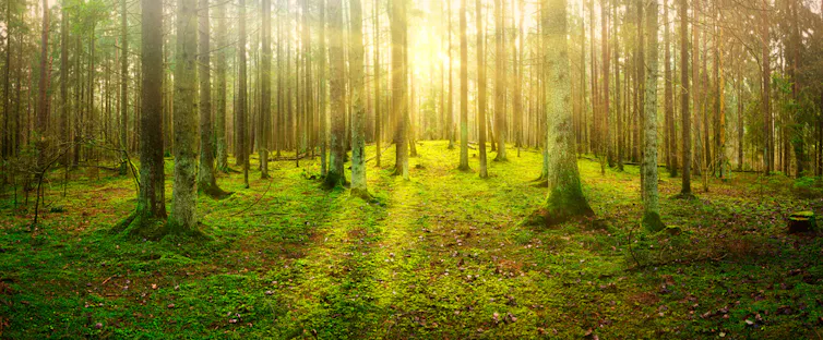 Sweden’s ‘old-growth’ natural forests store 83% more carbon than managed woodlands – new study Sweden’s ‘old-growth’ natural forests store 83% more carbon than managed woodlands – new study