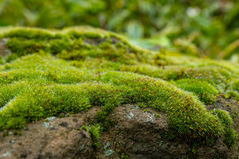 A mossy bank.