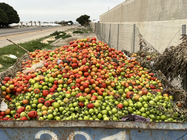 Tomates desechados en un recipiente grande en un campo