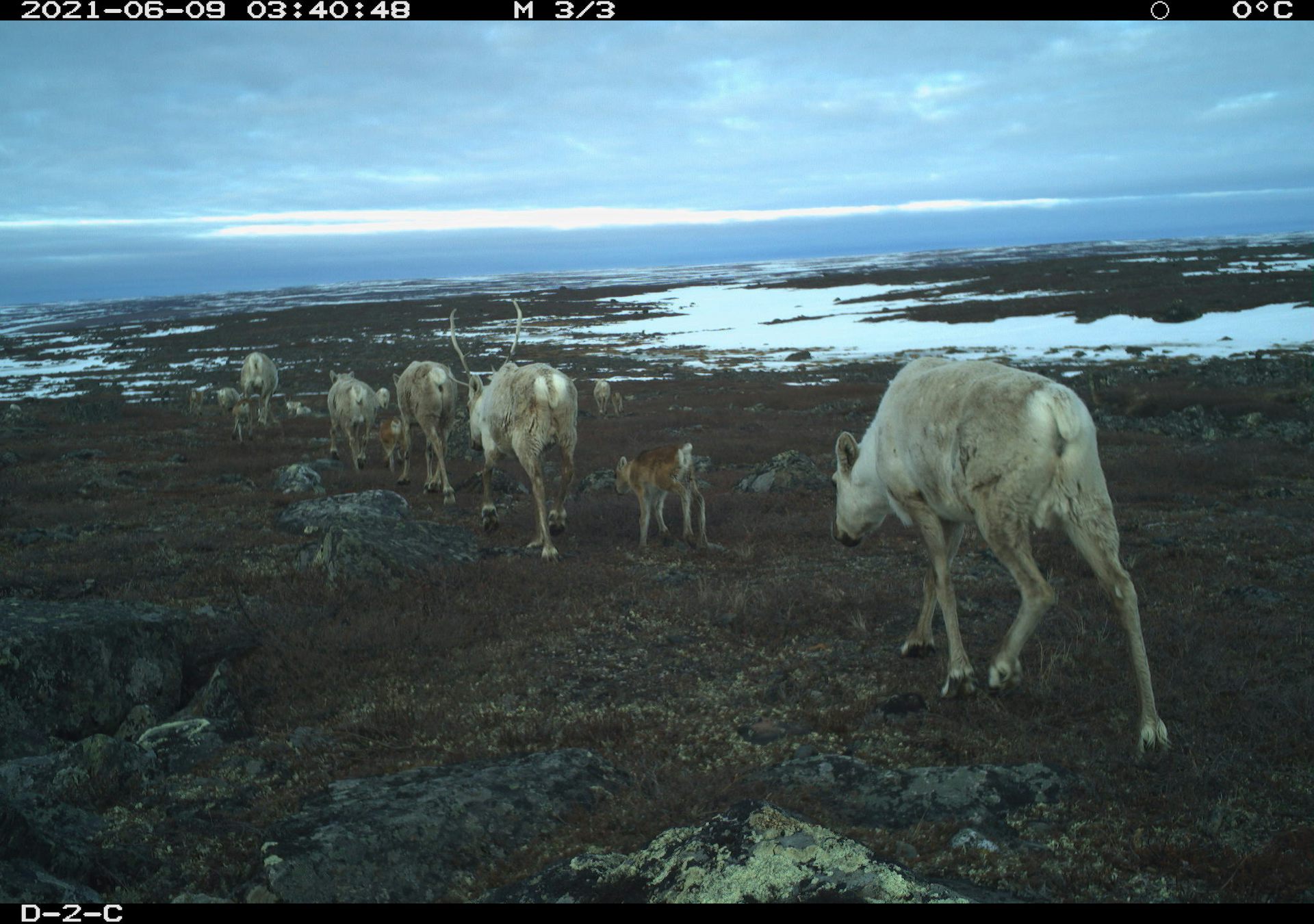 Canada’s migratory caribou are under threat. Will we act before it’s too late?