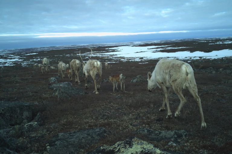 Migratory tundra caribou on the move on their calving grounds in Nunavut
