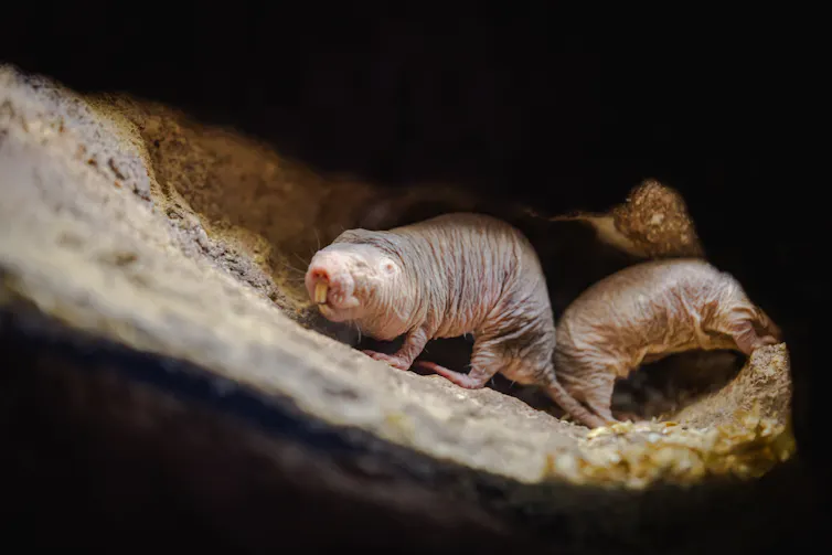 Rodent with large teeth in tunnel