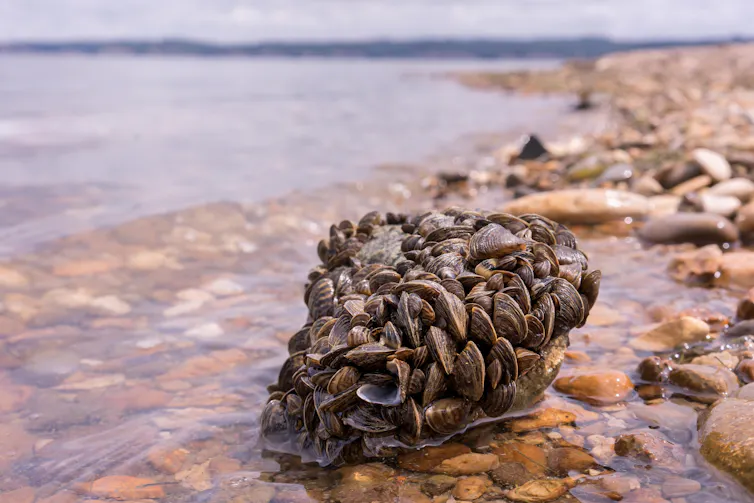 Muchos mejillones de cebra formando un aglomerado en la orilla del mar