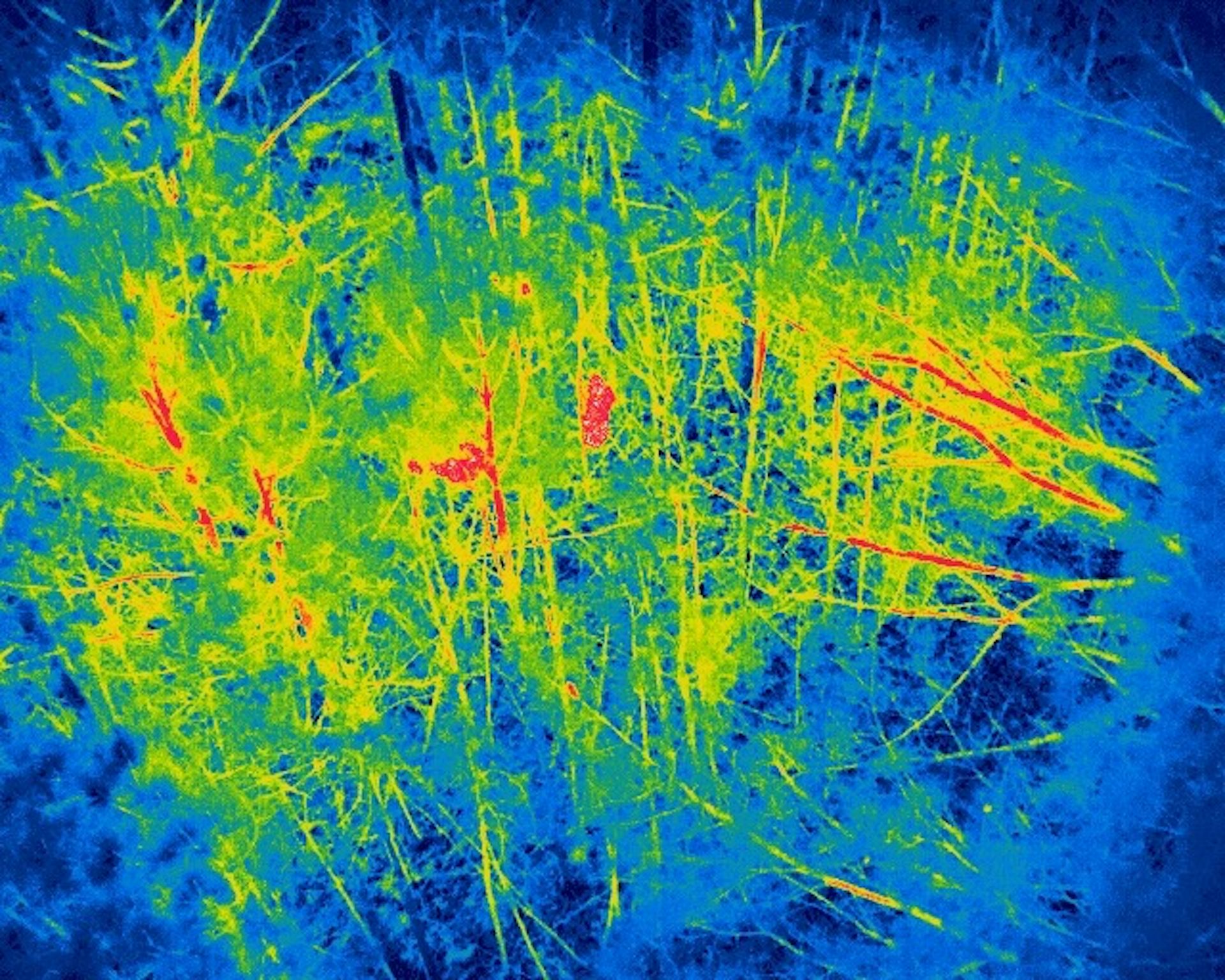 false color image of a forest