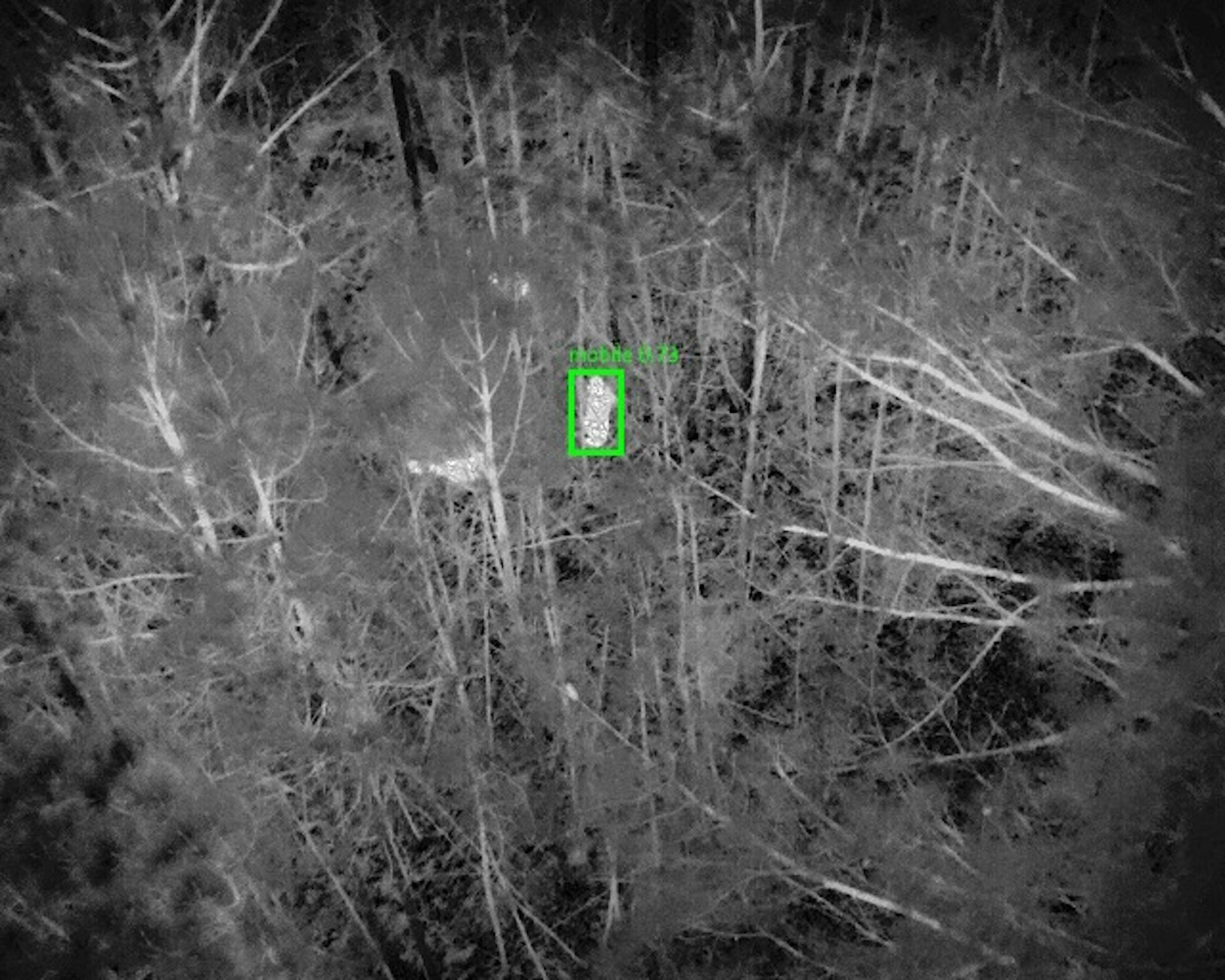 grayscale image of a forest with a small green vertical rectangle overlay