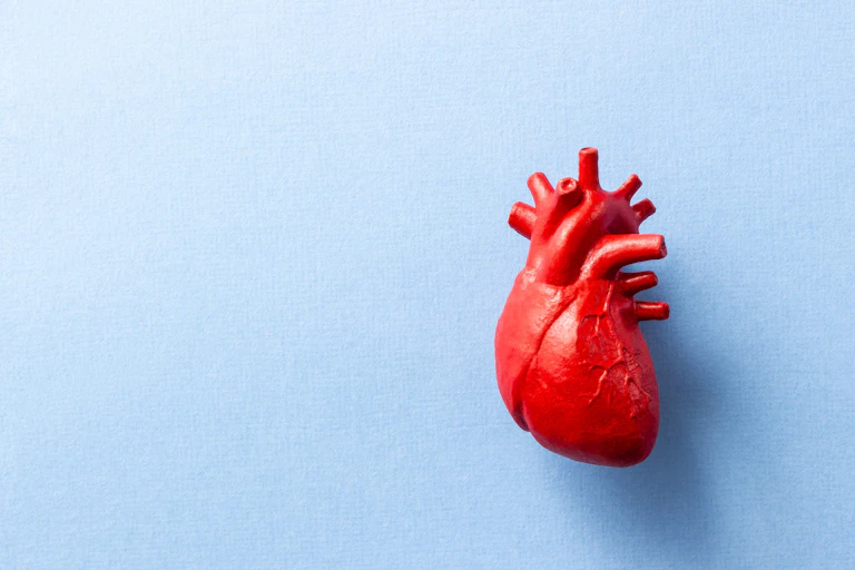 A model of a heart on a blue background.