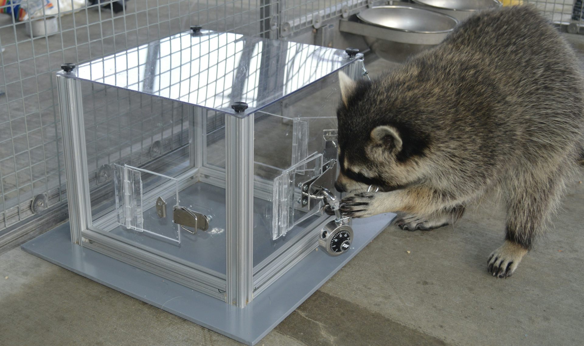 A raccoon tries to open a box with turn knobs and padlocks.