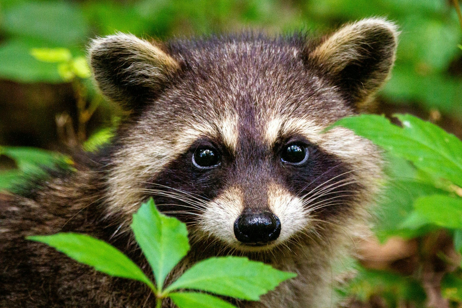 A raccoon peers through green leaves. 